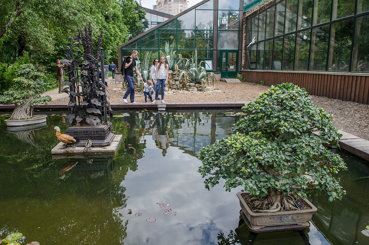 Небольшой декоративный пруд возле оранжерей Аптекарского огорода удивляет фигурными деревцами типа бонсай.
