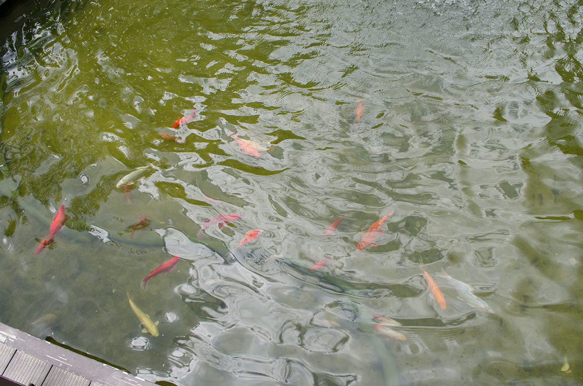 Продолговатый водоем сразу после входа в Аптекарский огород заселен красочными рыбками карповых пород.