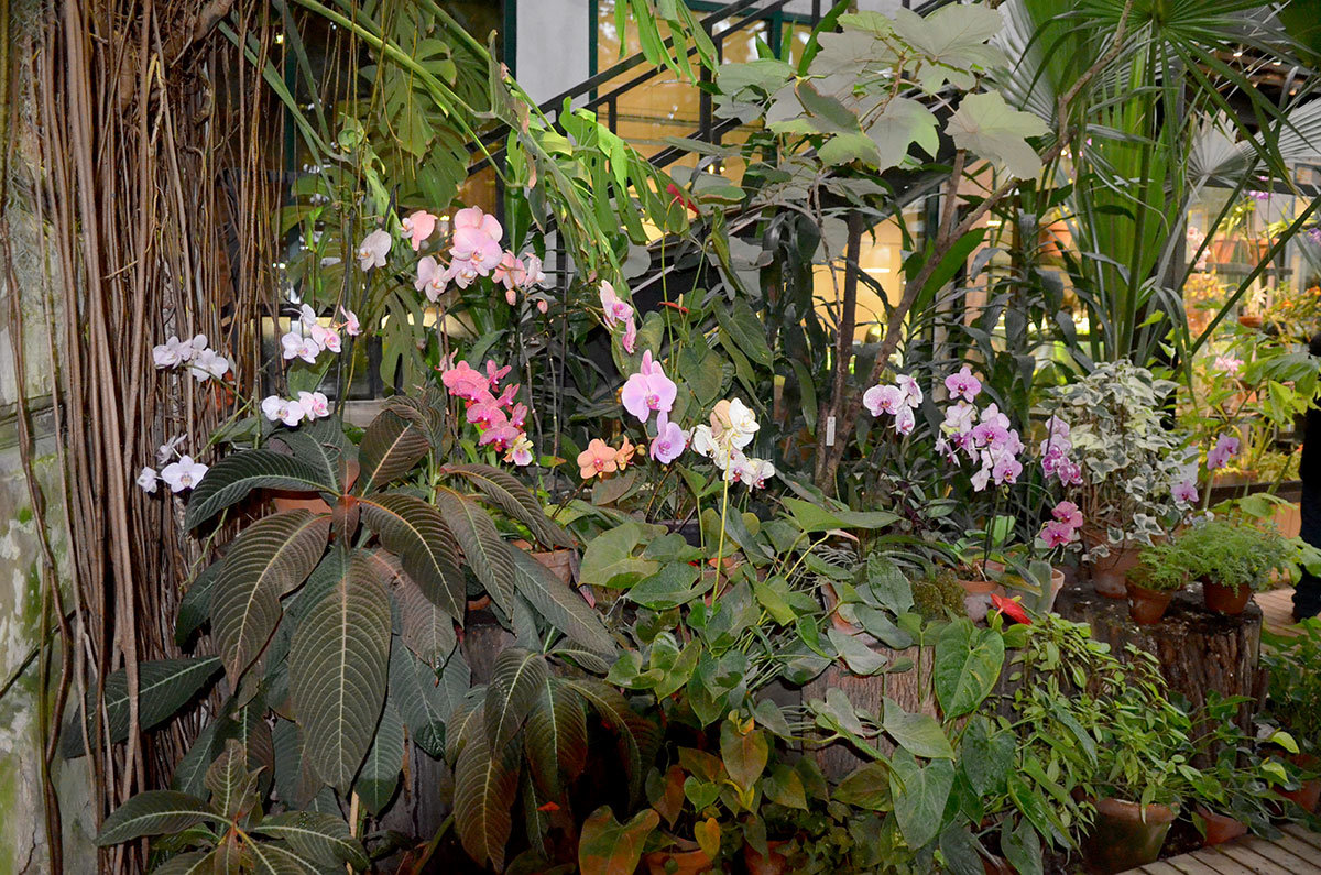 Жемчужиной Аптекарского огорода является коллекция орхидей, частично размещенная в Пальмовой оранжерее.