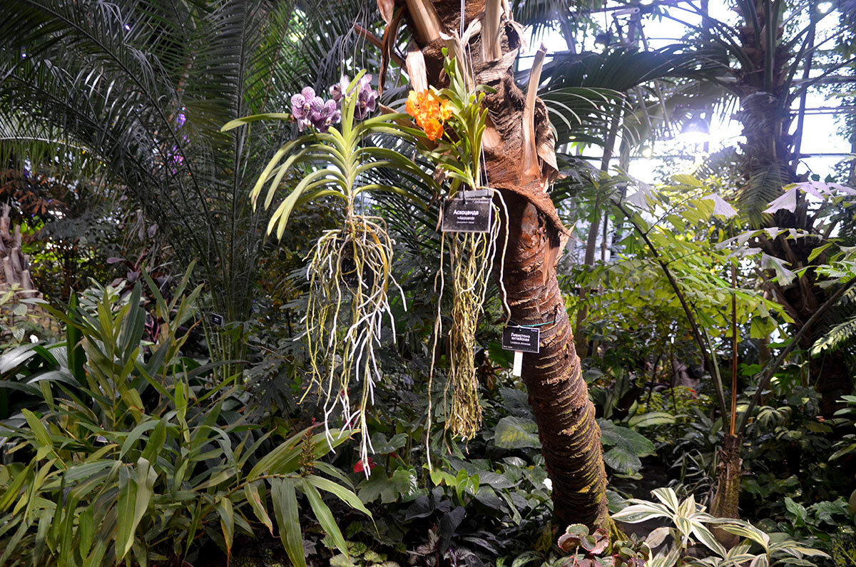 Взаимопомощь растений демонстрирует размещение бромелиевых растений на стволе пальмы, что мы видим в Аптекарском огороде.