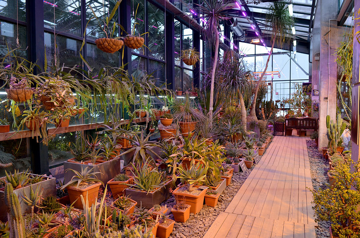 Оранжерея суккулентов в Аптекарском огороде содержит большое количество растений засушливых зон, умеющих запасать влагу.