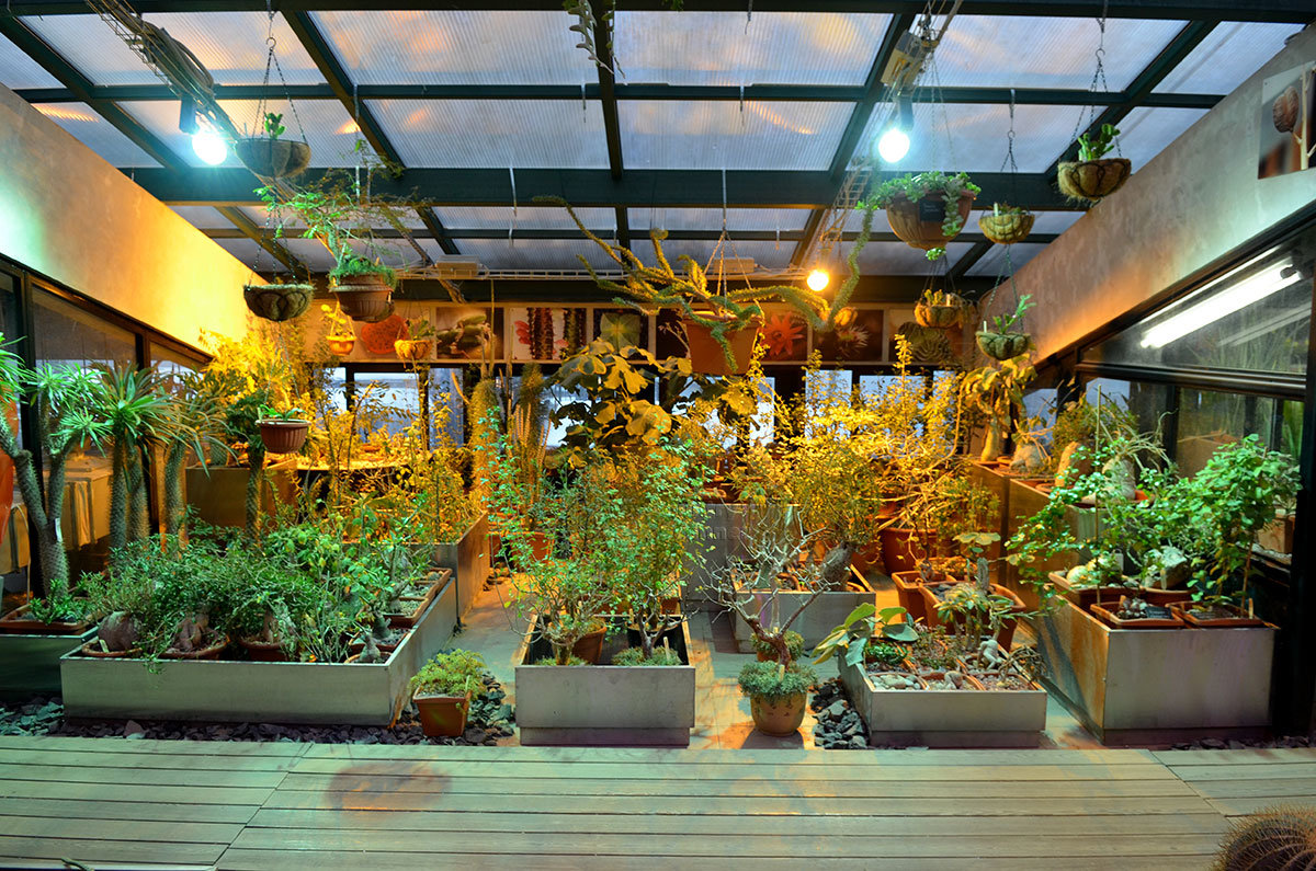 Среди экспонатов оранжереи суккулентов Аптекарского огорода множество растений с мясистыми стеблями и листьями.