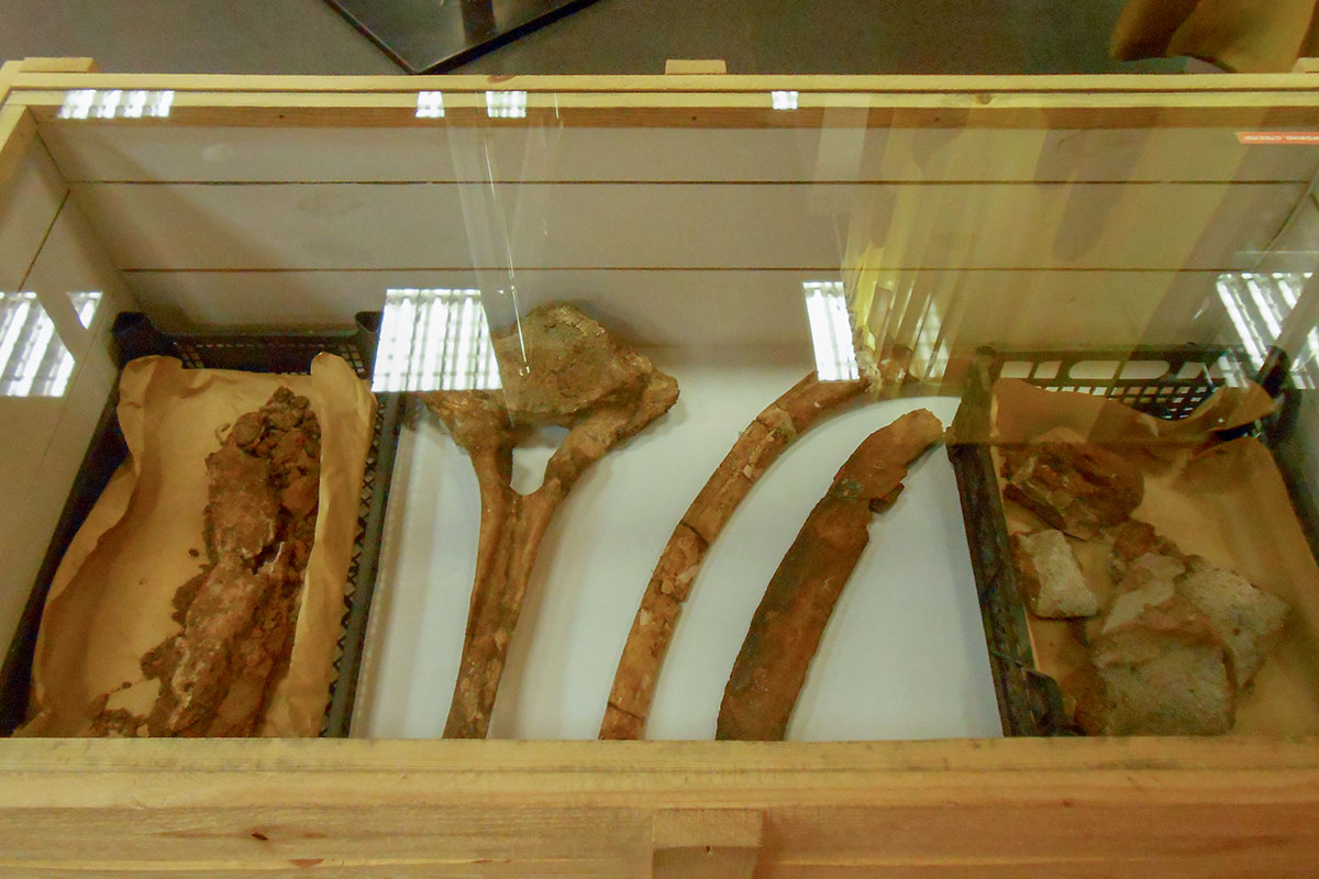 Кости древнейших обитателей нашей планеты выставлены в витрине палеонтологического раздела музея пермских древностей.