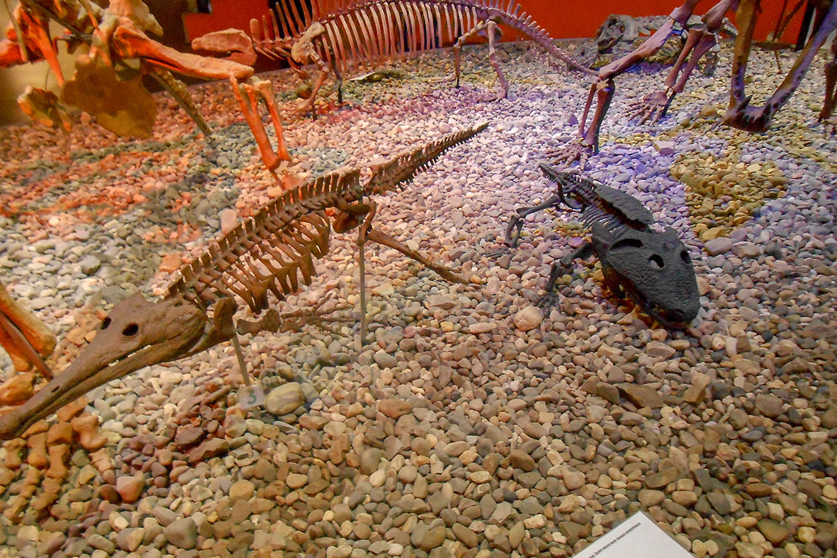 Скелеты ящеров пермского геологического периода – ценнейшие экспонаты музея пермских древностей в городе, давшем название эпохе.