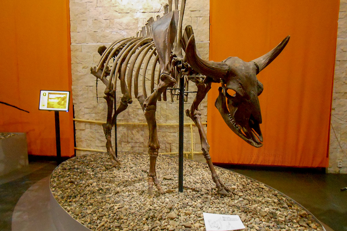 Собранный из найденных костей скелет древнейшего травоядного копытного животного выставлен в зале музея пермских древностей.
