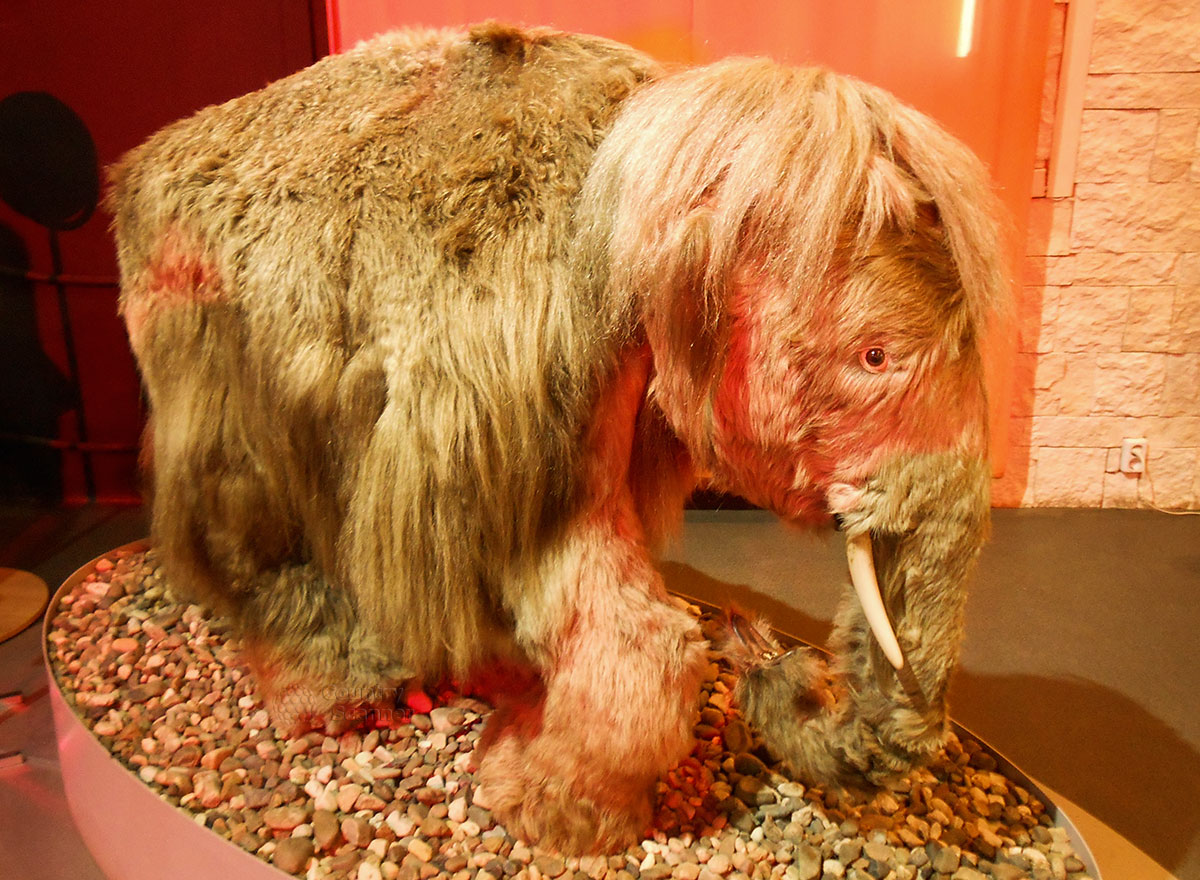 Представленная в музее пермских древностей фигурка годовалого мамонтенка – вовсе не детская работа, а научная реконструкция.