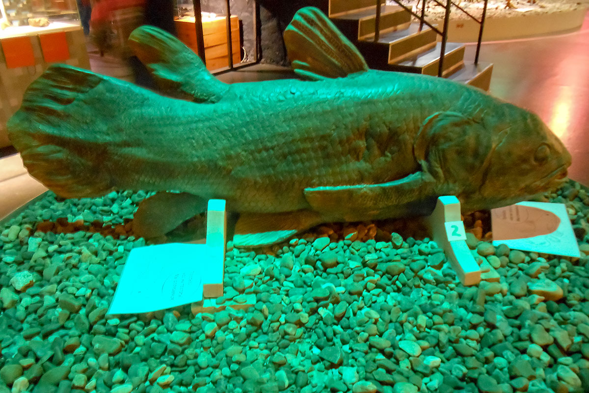  Лопастеперая ископаемая рыба латимерия, неожиданно выловленная у берегов Африки, представлена макетом в музее пермских древностей.