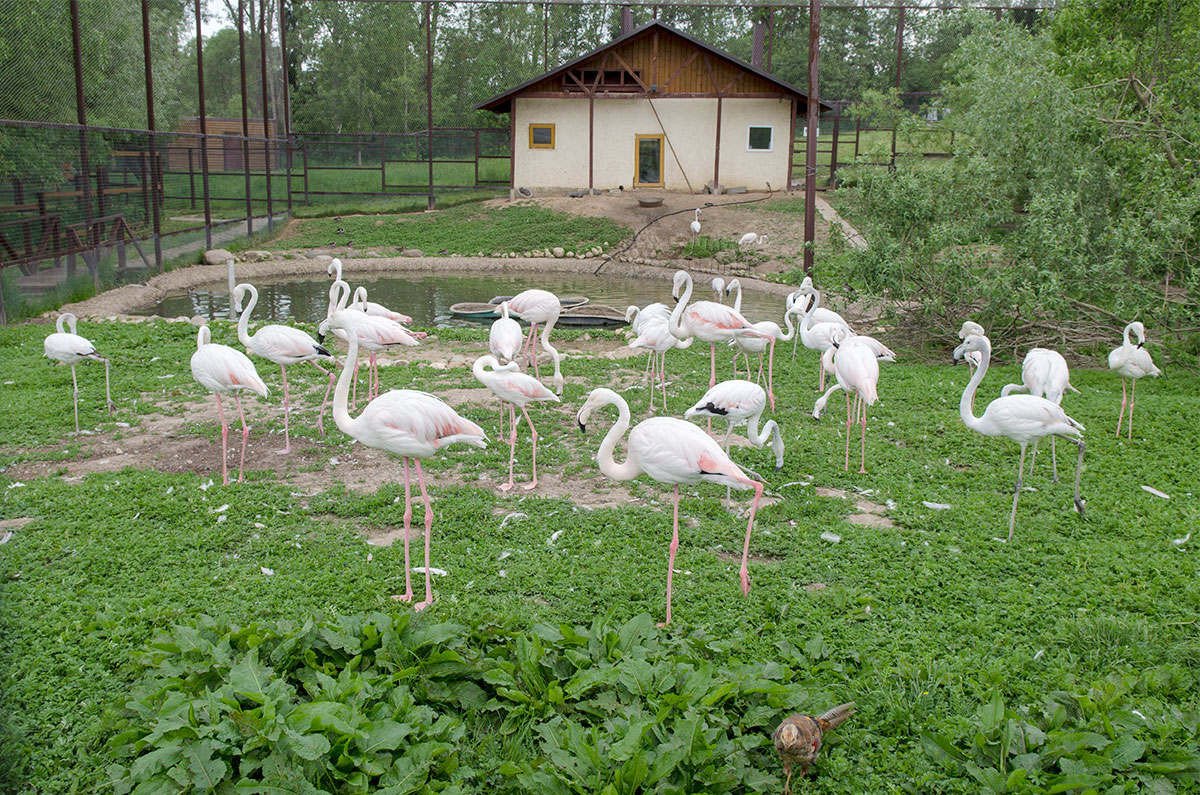 Парк птиц зимой