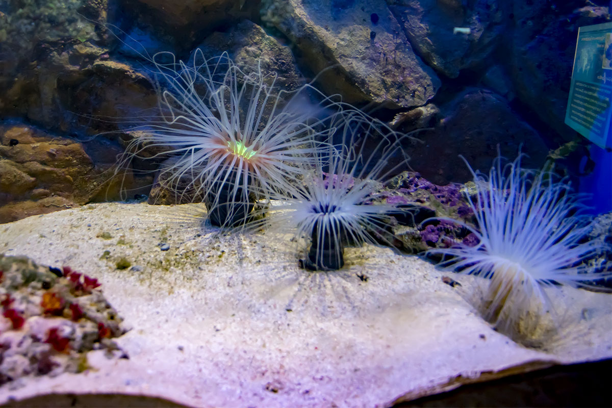 Москвариум демонстрирует несколько видов актиний, малоподвижных существ, морских анемон, напоминающих известный сухопутный цветок.