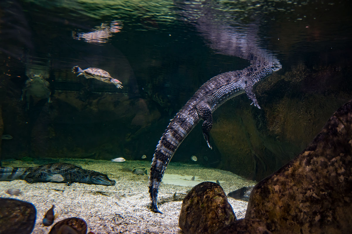 Крокодиловые кайманы рода аллигаторов, содержащиеся Москвариумом, - одни из некрупных представителей крокодильего племени с ценной кожей.