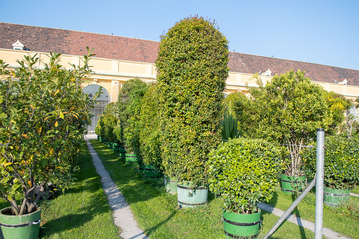 Старинная Оранжерея в Шенбрунне демонстрирует посетителям искусство местных садовников по формированию фигурных крон деревьев.