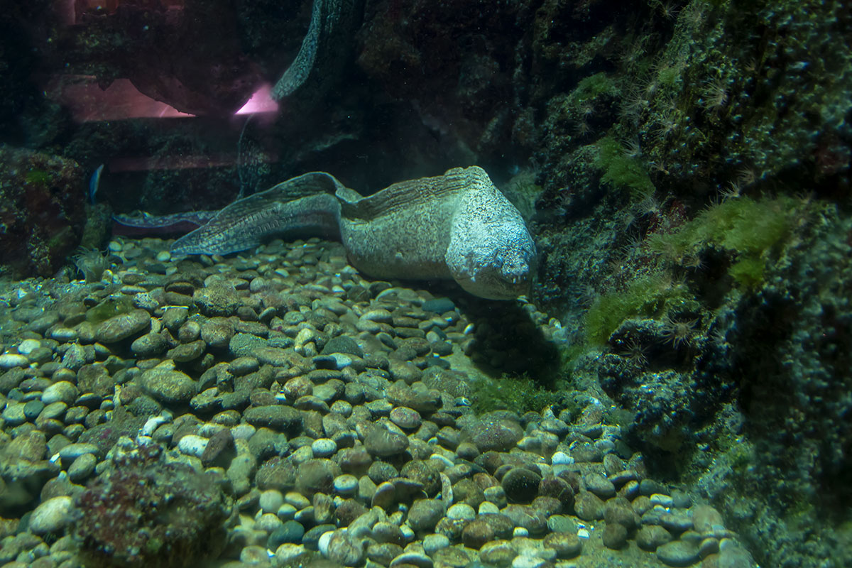 Хищная мурена в аквариуме Родоса спокойно дает рассматривать себя пубдике, словно позируя перед нацеленными на нее фотоаппаратами.