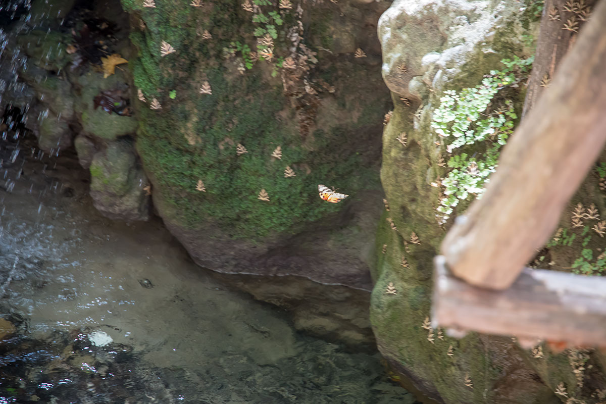 Крапчатые арлекины, основные обитатели долины бабочек на Родосе, стараются быть незаметными на фоне скал или деревьев.