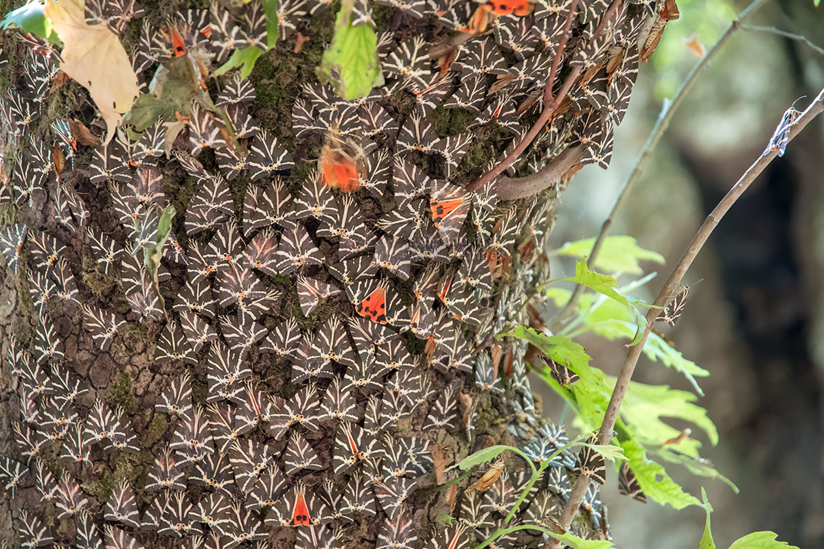 Только внимательное рассмотрение с близкого расстояния позволяет разглядеть вторые крылья насекомых, во множестве населяющих долину бабочек на Родосе.