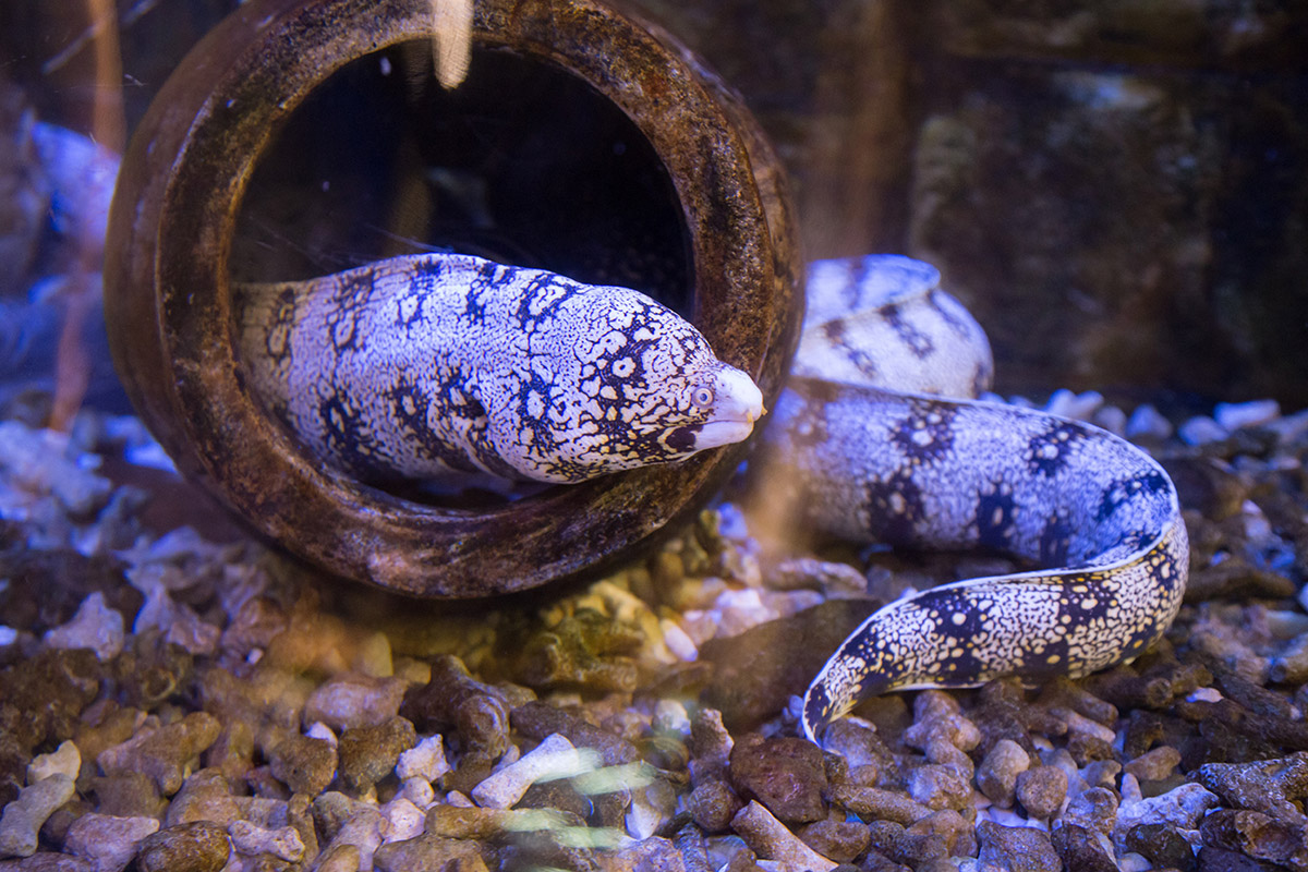 Среди многочисленных обитателей аквариума в Дубай Молле внимание привлекает похожая на змею звездчатая мурена, отличающаяся необычной окраской.
