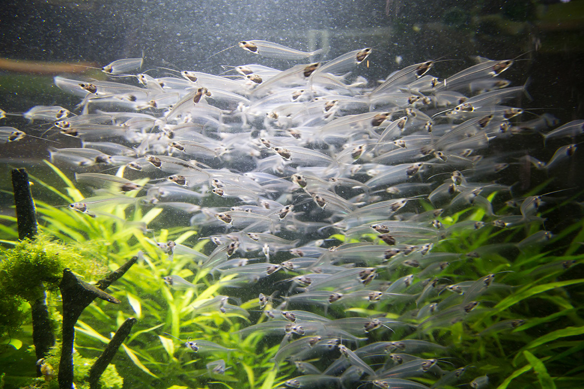 Совершенно прозрачное тело стеклянных сомиков делает этих рыбок одними из интереснейших обитателей аквариума в Дубай Молле, особенно на фоне зелени.