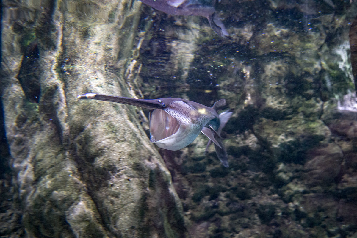 Плавающая с открытым ртом рыба веслонос, которая таким образом улавливает планктон, удивляет посещающих аквариум в Дубай Молле родством с осетровыми.