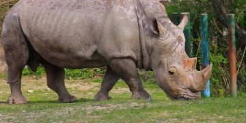 новость 14-04-2019 Браконьерство в Южной Африке стремительно растет