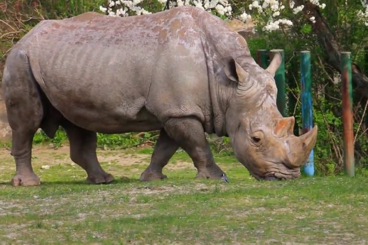 новость 14-04-2019 Браконьерство в Южной Африке стремительно растет