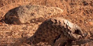 новость 12-04-2019 Чешую панголина изъяли на сингапурской таможне