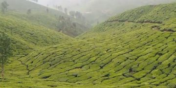 новость 17-04-2019 Чайный туризм планирует развивать Индия в ближайшие годы