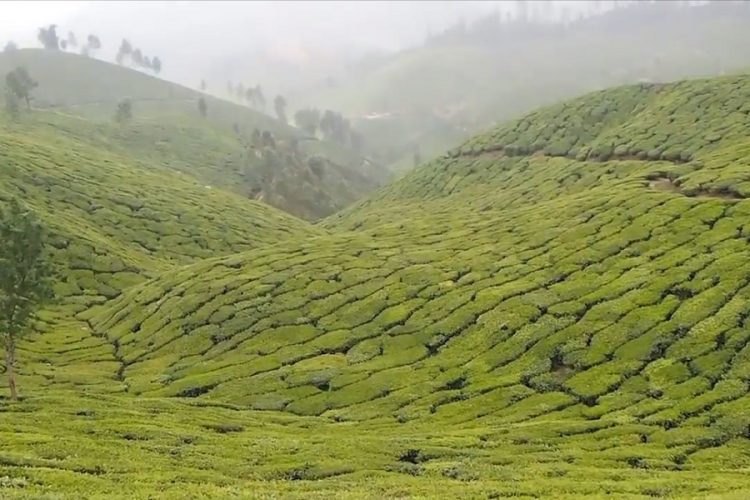 новость 17-04-2019 Чайный туризм планирует развивать Индия в ближайшие годы