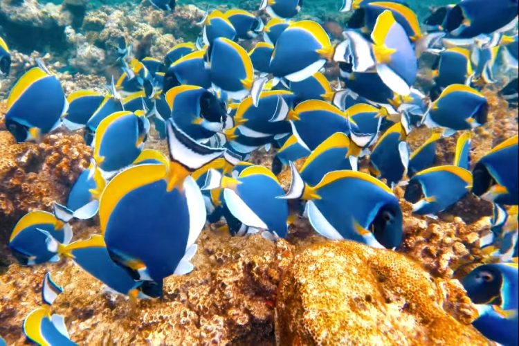 Проведение крупной туристической выставки запланировано на Мальдивах