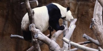 В зоопарк Копенгагена прибыли панды из Китая