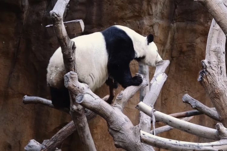 В зоопарк Копенгагена прибыли панды из Китая