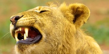 Зубы древнего льва нашли в Кении