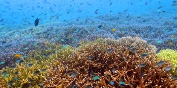 Le Merdien участвует в выращивании сада коралловых рифов