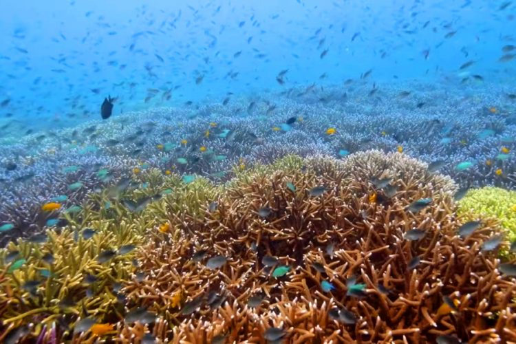 Le Merdien участвует в выращивании сада коралловых рифов