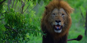 Браконьера убил слон и съели львы в заповеднике Южной Африки