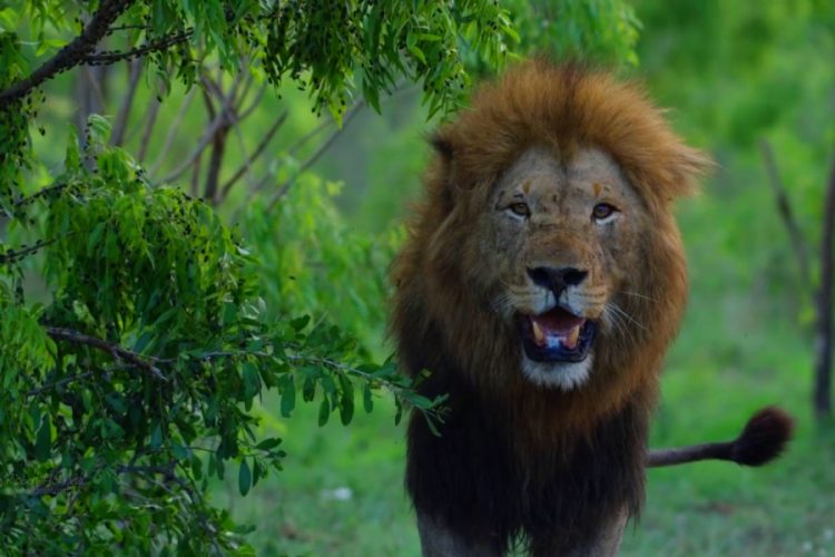 Браконьера убил слон и съели львы в заповеднике Южной Африки