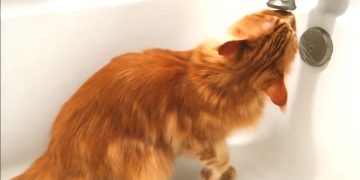 В замке на западе Японии турпоток восстановился благодаря коту-лорду