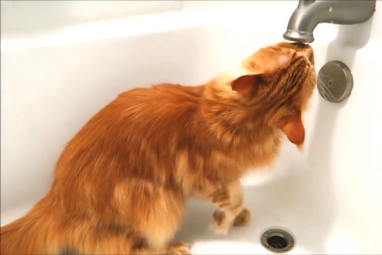 В замке на западе Японии турпоток восстановился благодаря коту-лорду