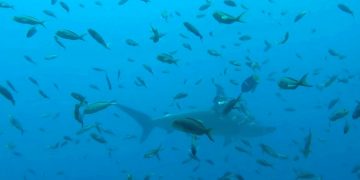 Новая выставка в музее Гринвича развеивает мифы об акулах