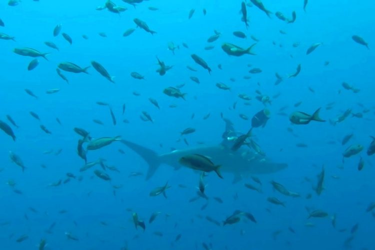 Новая выставка в музее Гринвича развеивает мифы об акулах