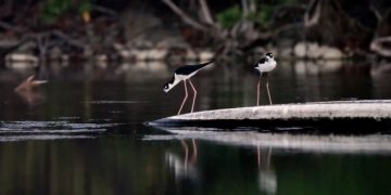 Остров Джубайль в ОАЭ предложит альтернативу городским джунглям