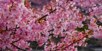 Япония использует цветение сакуры для получения выгоды