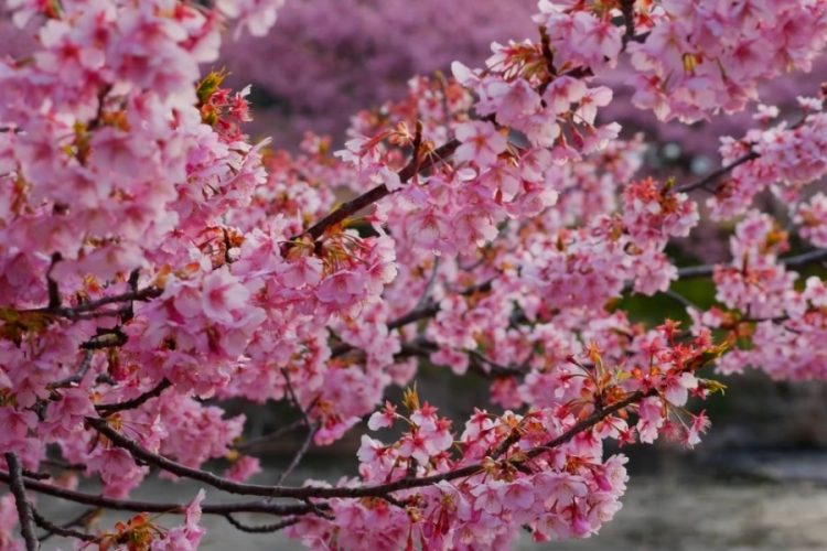 Япония использует цветение сакуры для получения выгоды