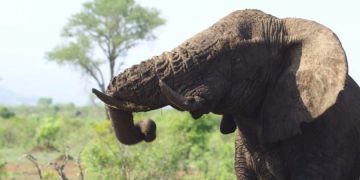 Япония представила проект защиты слонов в Национальном парке Уганды