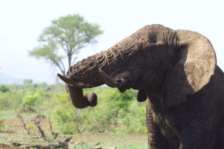 Япония представила проект защиты слонов в Национальном парке Уганды
