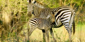 Эфиопия стала лидером в сфере роста туризма