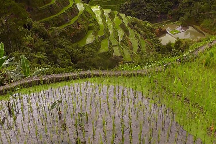 новость 03-05-2019 Филиппинские острова в ТОПе лучших направлений агротуризма