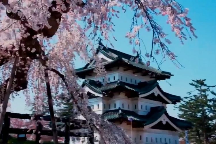 новость 23-05-2019 Туризм Японии стимулируют ценители сакуры и ее цветения