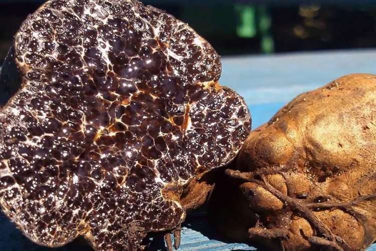 новость 30-05-2019 В Умбрии началась охота на ценный деликатес - трюфели