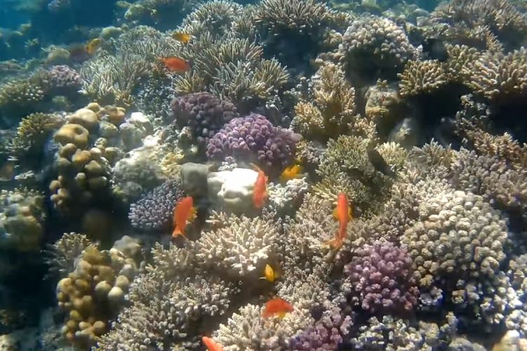 новость 07-05-2019 Коралловые рифы Хургады могут вскоре исчезнуть