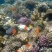 новость 07-05-2019 Коралловые рифы Хургады могут вскоре исчезнуть