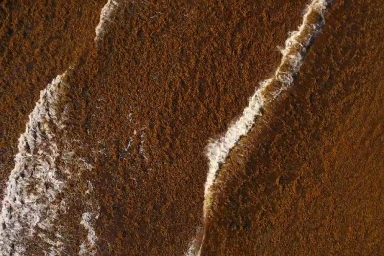 Карибское побережье может остаться без черепах и кораллов из-за водорослей